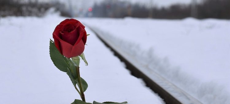 red-rose-in-snow-g0310ed462_1280